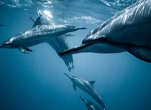 在线体育游戏娱乐平台：颠覆想象的全场景娱乐新体验